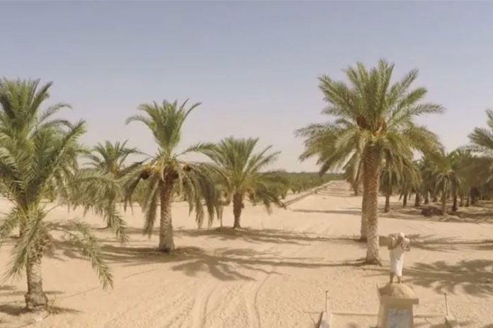 الصحراوية