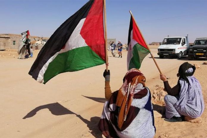 نذير العرباوي