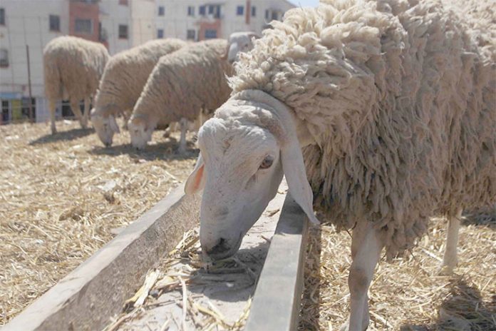 الأعلاف